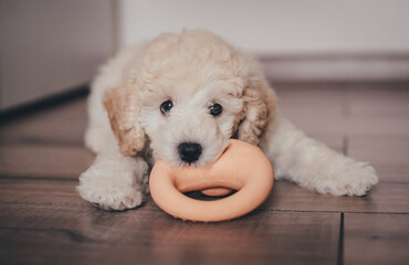 Cute poodle puppy playing with a toy