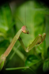 Close-up of praying mantis in the garden.