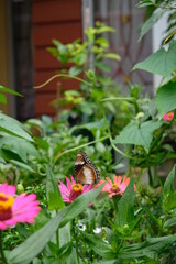 Butterfly eats Zinnia flowers nectar.