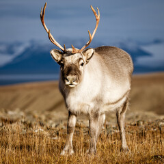 Wild Reindeer / Caribou - Svalbard Norway
