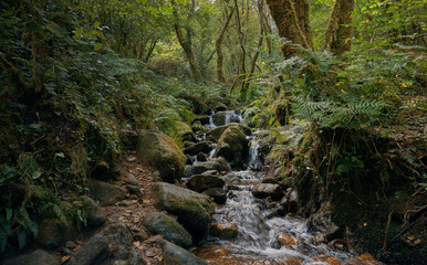 River flowing through the forest between rocks and fallen leaves. Galicia forest in summer. Santiago's road