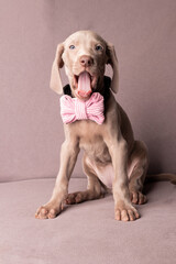Weimaraner Welpen mit einer Fliege im Studio