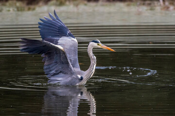 Graureiher (Ardea cinerea)