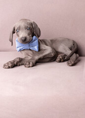 Weimaraner Welpen mit einer Fliege im Studio