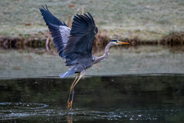 Graureiher (Ardea cinerea)