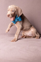 Weimaraner Welpen mit einer Fliege im Studio