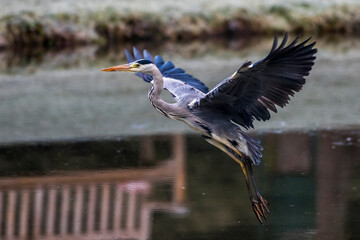 Graureiher (Ardea cinerea)