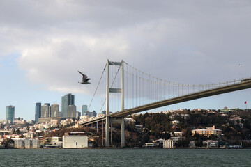 Bosphorus Bridge and a seagull in Istanbul