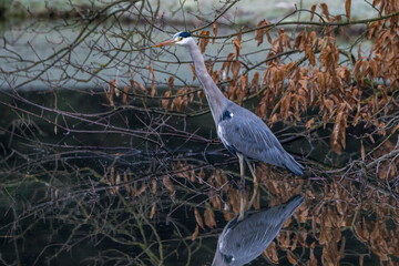 Graureiher (Ardea cinerea)