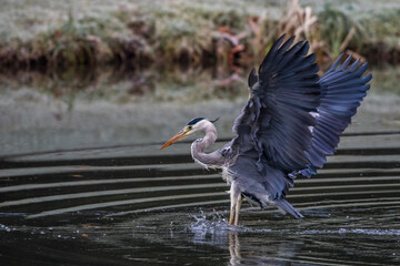 Graureiher (Ardea cinerea)