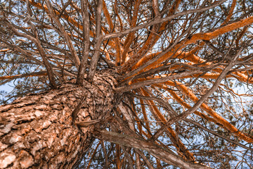 A branching pine tree photographed from below in winter. Beautiful natural background