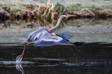 Graureiher (Ardea cinerea)