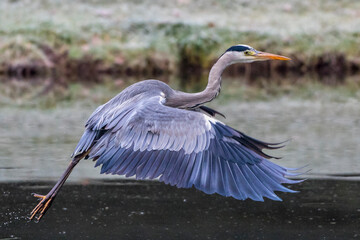 Graureiher (Ardea cinerea)