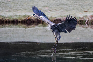 Graureiher (Ardea cinerea)