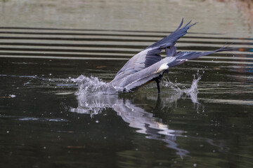 Graureiher (Ardea cinerea)