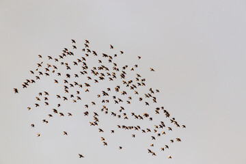 flock of birds