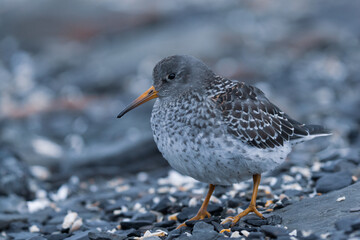 Purple sandpiper at the beach at Svalbard, Norway