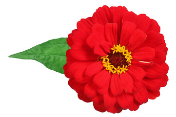 Red zinnia with leaf isolated on white. Very detailed