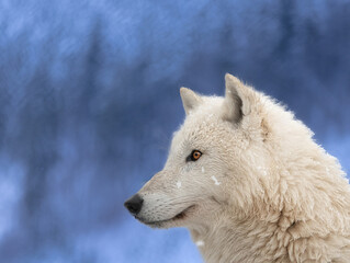 portrait of a wolf against the background of an evening forest in winter