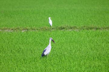 The bird in rice field in countryside at asia