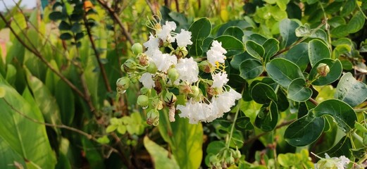 White Flower in Green