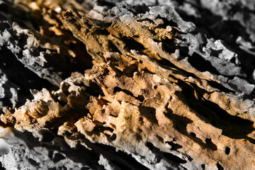 The texture of rotten wood with a combination of color and black and white photography.