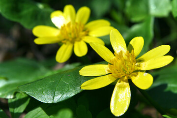 Fototapeta premium Spring primroses in deciduous forest. Two yellow flowers on a dark green background.