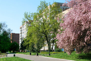 Blooming trees in the city in early spring. Modern buildings are visible through the branches. Blue cloudless sky.