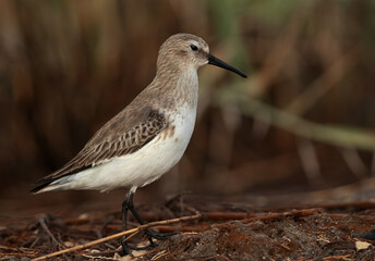 Portrait of a Dunlin at Asker Marsh, Bahrain