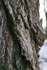 The rough bark of an old tree is overgrown with green moss.