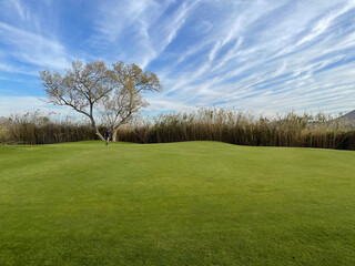 tree on the golf course with clouds and sky