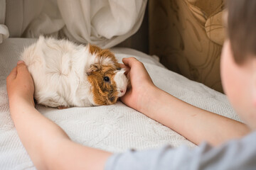child's hands are hugging Guinea pig. Pet rodent on bed. Caring for pets concept