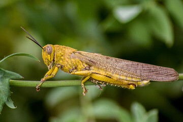 Yellow grasshopper