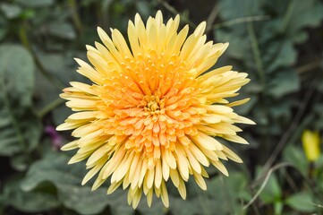 yellow gerbera flower in nature garden