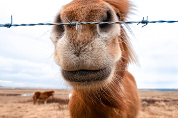 Shaggy muzzle of an Icelandic horse in a barbed wire paddock