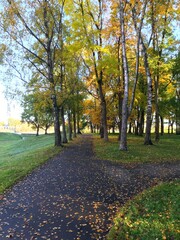 Fototapeta na wymiar autumn Park with yellow leaves cold day
