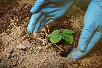 Garden and vegetable garden.Spring planting.Seniora plants sprout strawberry in ground in the beds.Eco-friendly cultivation of vegetables and fruits.Spring festival.floriculture.agriculture.close up