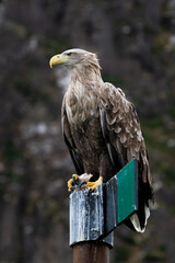 White tailed sea eagle