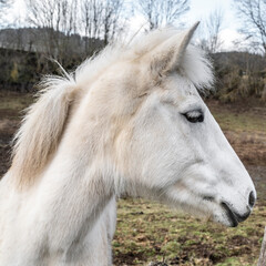 Obraz premium portrait d'un cheval blanc dans le pré