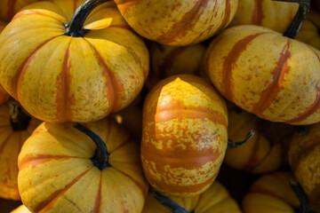 Orange and Yellow Pumpkins in Bushel