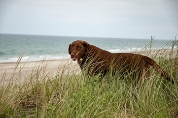 Chocolate lab in tall grass next to Rexham Beach in Marshfield Massachusetts