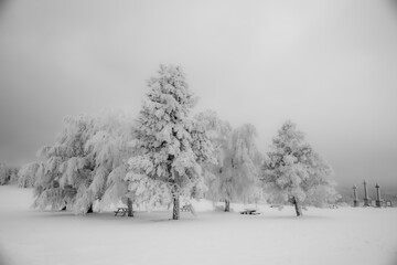 arbres givrés 2
