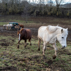 portrait d'un cheval blanc dans le pré