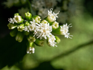Macro closeup small white flowers green background