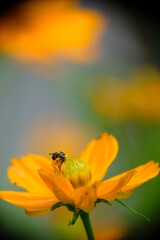 Close-up of Trigona bees on a colorful flower in the home garden.