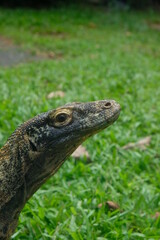 Komodo dragon (Varanus komodoensis) also known as the Komodo monitor