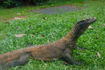 Komodo dragon (Varanus komodoensis) also known as the Komodo monitor