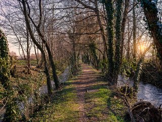 Country path between the woods at sunset