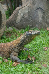 Komodo dragon (Varanus komodoensis) also known as the Komodo monitor