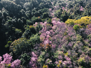 Naklejka na ściany i meble Spring forest,Pink blossom trees and green forest From above